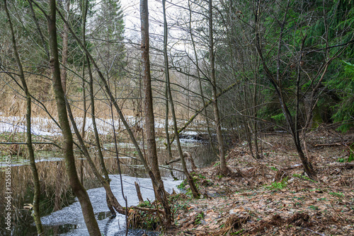Obraz na płótnie Winter forest with small river, leafless trees, evergreens, fallen moss-covered tree, melting snow, and reflections in calm water. w salonie