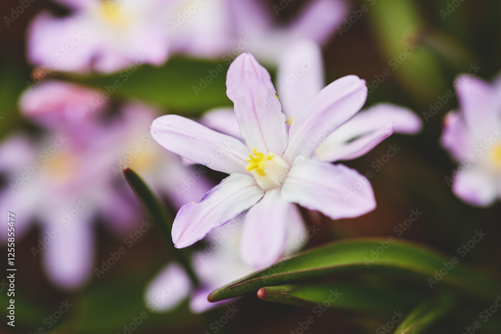 Delicate purple flowers bloom in a lush garden during springtime, showcasing nature's beauty and new beginnings Delicate purple flowers bloom in a lush garden during springtime, showcasing nature's beauty and new beginnings