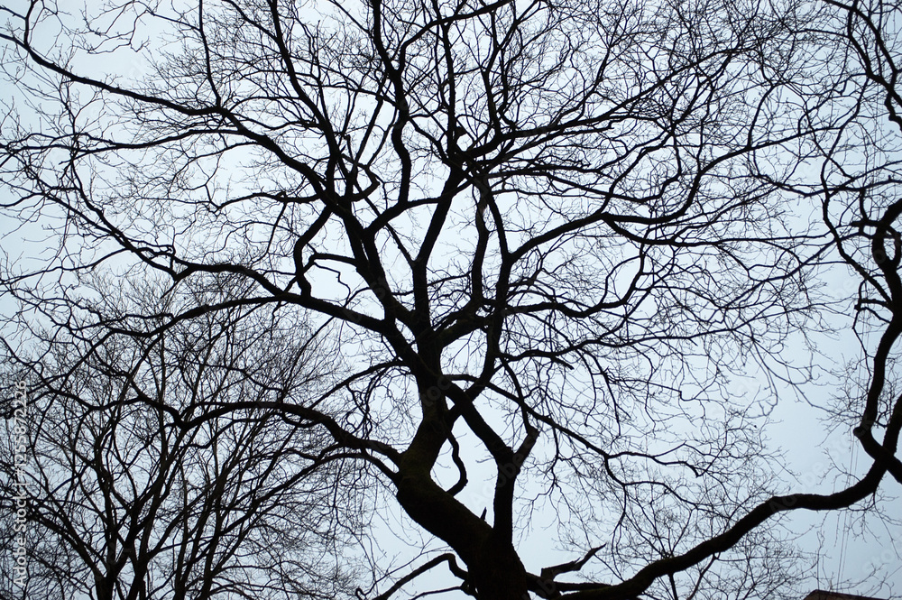 The photograph shows the silhouette of a tree and a branch without leaves on a blue background The photograph shows the silhouette of a tree and a branch without leaves on a blue background