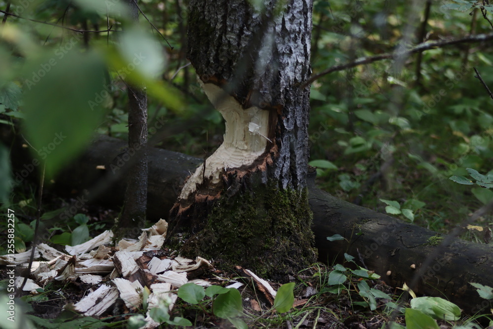 Fototapeta premium The beaver gnawed a tree.