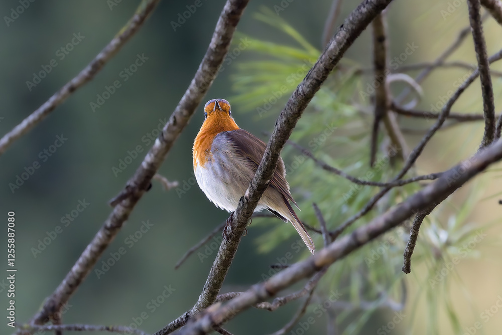 European Robin perched in the morning light European Robin perched in the morning light