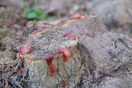 Solid resin on a sahjan tree or Moringa oleifera Lam.