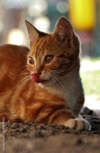 red cat