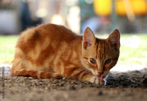 red cat