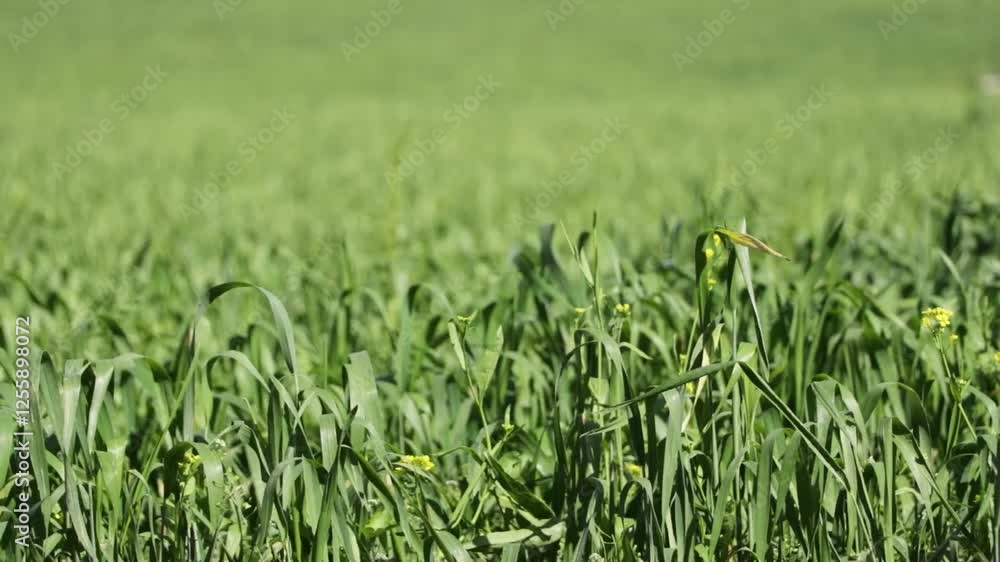 A village in Dehradun city of Uttarakhand, where wheat crop is flourishing in the fields, greenery in the fields. Dehradun. Uttarakhand. India. 03-09-2020