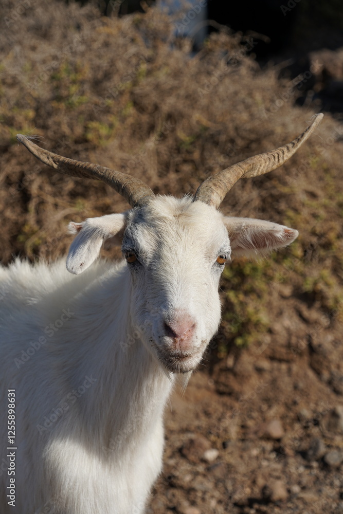 Fototapeta premium Fuerteventura
