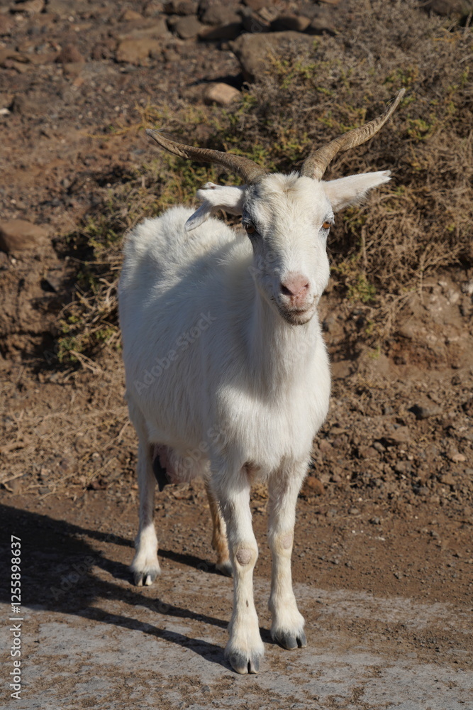 Obraz premium Fuerteventura