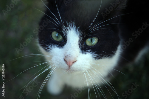 black cat portrait
