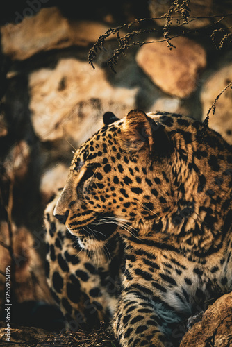 Canvas Print Wild life