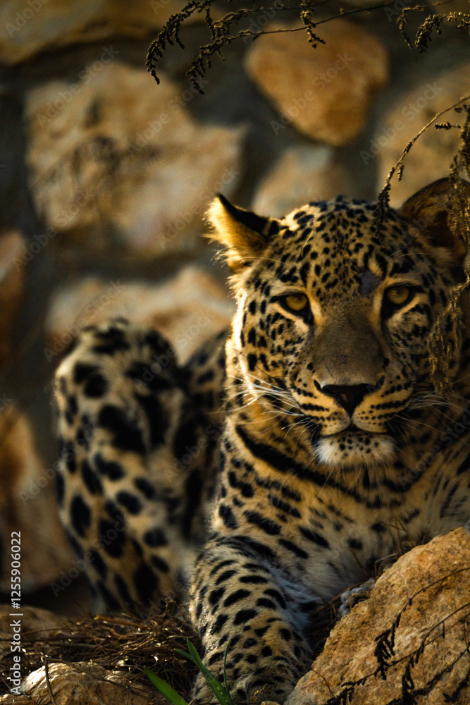 Wild life Wild life