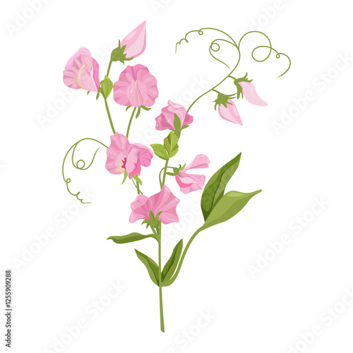 Vector illustration with sweet pea flowers on white isolated background. Template for the design of postcards, cosmetics, soaps.