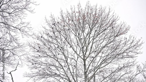 Wallpaper Mural A group of birds can be seen resting on the branches of a leafless tree in winter season Torontodigital.ca