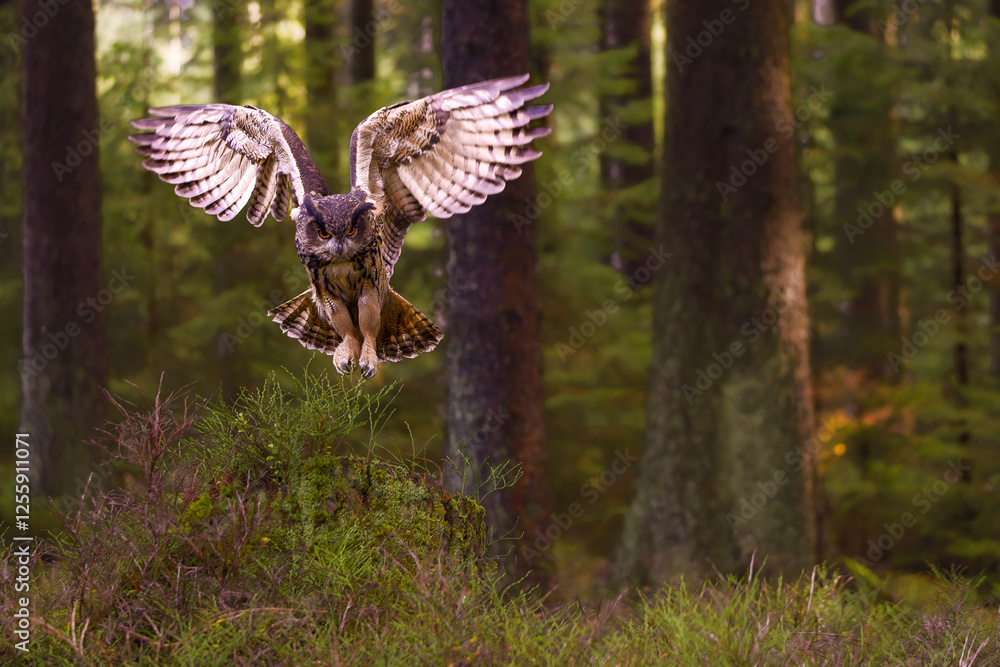 European Eagle Owl (Bubo bubo) landing on tree stump in forest. Great Barn Owl in flight during landing. Flying owl in the forest. Predator in flight with wings outstretched.
European Eagle Owl (Bubo bubo) landing on tree stump in forest. Great Barn Owl in flight during landing. Flying owl in the forest. Predator in flight with wings outstretched.