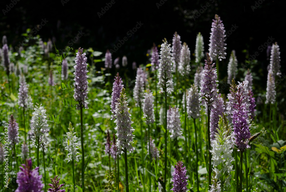 Obraz premium Fuchs' Knabenkraut (Dactylorhiza fuchsii)