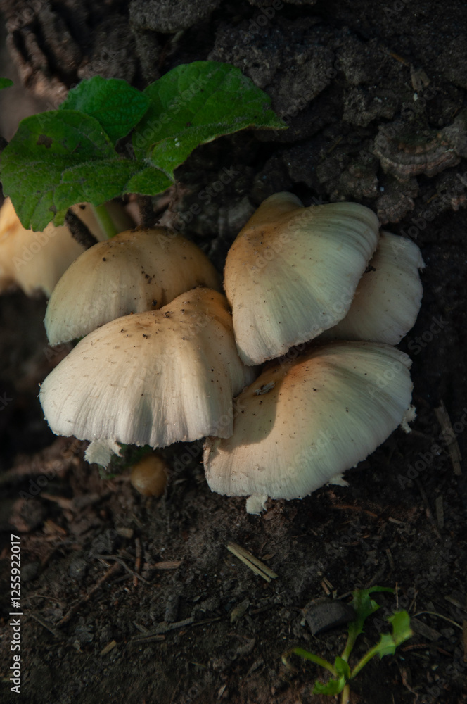 A close-up of white Mushrooms growing on a log near the soil A close-up of white Mushrooms growing on a log near the soil
