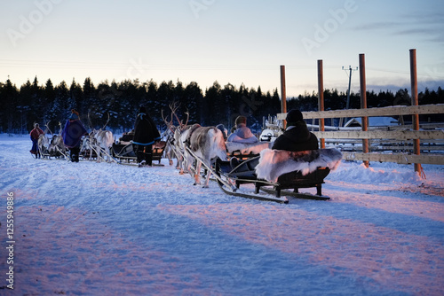 Reindeer sled ride during polar night in Lapland, showcasing a serene winter landscape and rich Sami cultural heritage. Perfect for capturing the charm and adventure of traditional arctic experiences