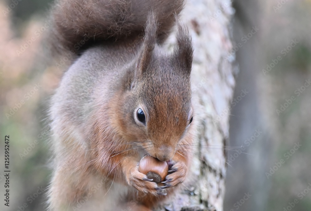 Fototapeta premium Close up of a Red Squirrel eating a nut.