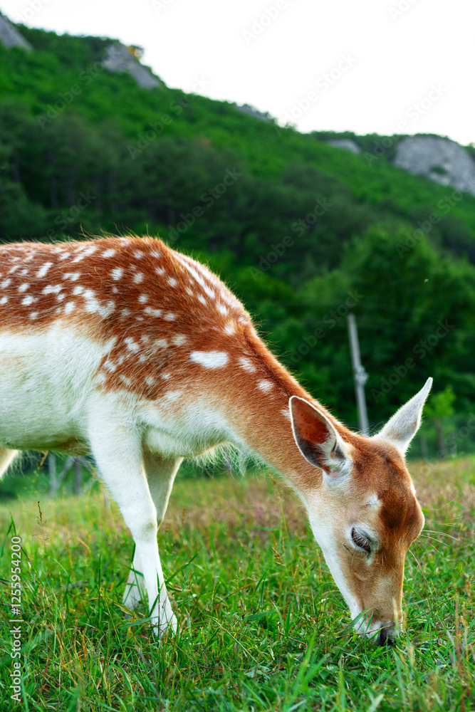 Fawn grazing in lush green meadow surrounded by hills on a sunny day Fawn grazing in lush green meadow surrounded by hills on a sunny day