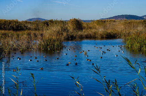 Varios tipos de patos en la Marjal dels Moros, Sagunto, Valencia, España