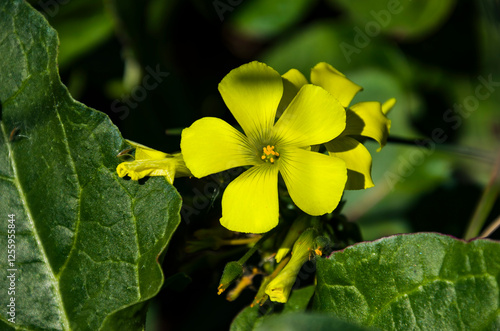 Oxalis pes-caprae, comúnmente conocida como ranúnculo de las Bermudas o pasto amargo, es una geófita tuberosa originaria de Sudáfrica photo