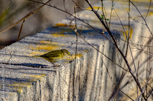 El mosquitero común (Phylloscopus collybita), o simplemente mosquitero, es una curruca común y extendida que se reproduce en bosques abiertos photo