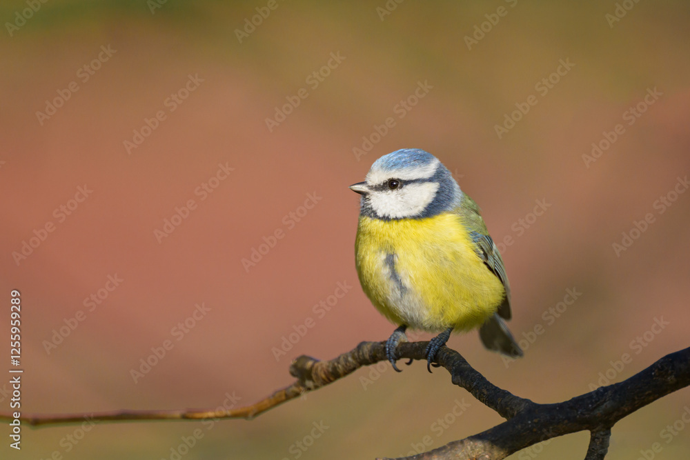 Fototapeta premium A blue tit sitting on a branch