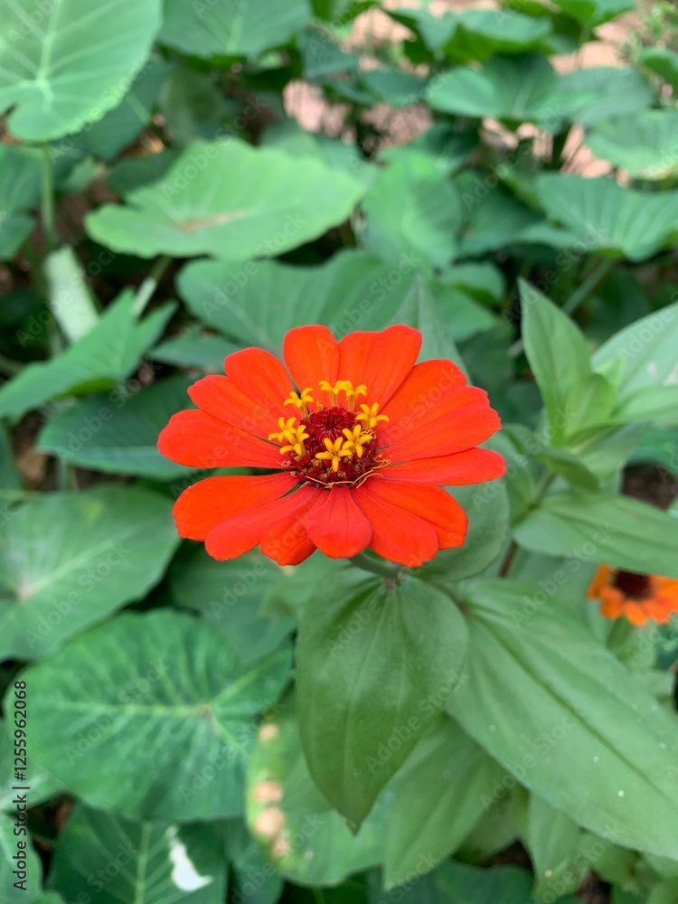Vibrant orange zinnia in full bloom, surrounded by lush green leaves. Its delicate petals and bright yellow stamens create a striking contrast, showcasing the beauty of nature in this colorful garden Vibrant orange zinnia in full bloom, surrounded by lush green leaves. Its delicate petals and bright yellow stamens create a striking contrast, showcasing the beauty of nature in this colorful garden