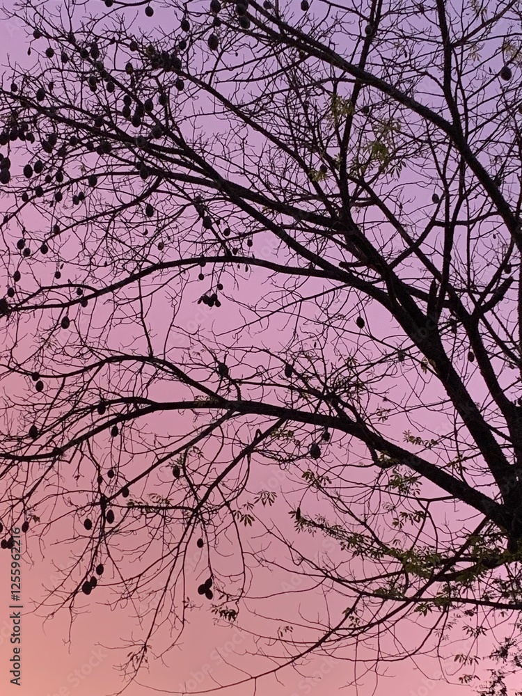 Silhouette of a tree with seed pods against a pastel-colored sunset sky in Brazil. The contrast of dark branches and soft hues creates a serene, dreamlike scene, capturing the beauty of nature at dusk Silhouette of a tree with seed pods against a pastel-colored sunset sky in Brazil. The contrast of dark branches and soft hues creates a serene, dreamlike scene, capturing the beauty of nature at dusk
