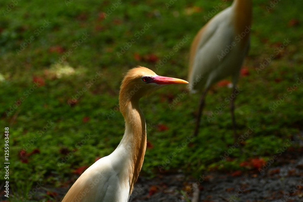 Fototapeta premium A beautiful and colourful cattle egret is seen in a large campus in a semi urban area