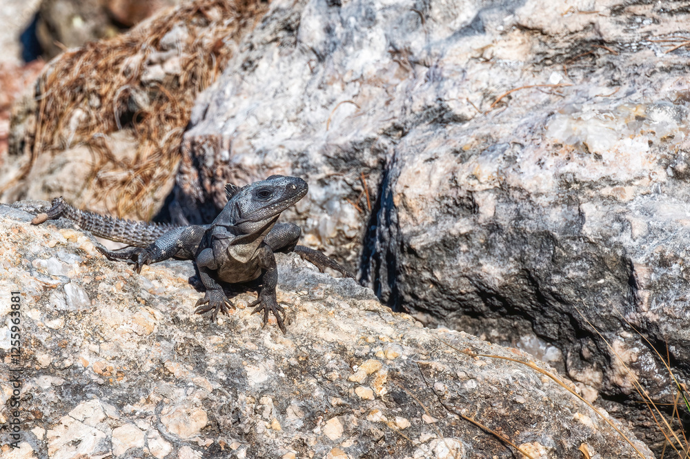 Obraz premium Black spiny-tailed iguana, Yucatán Peninsula.