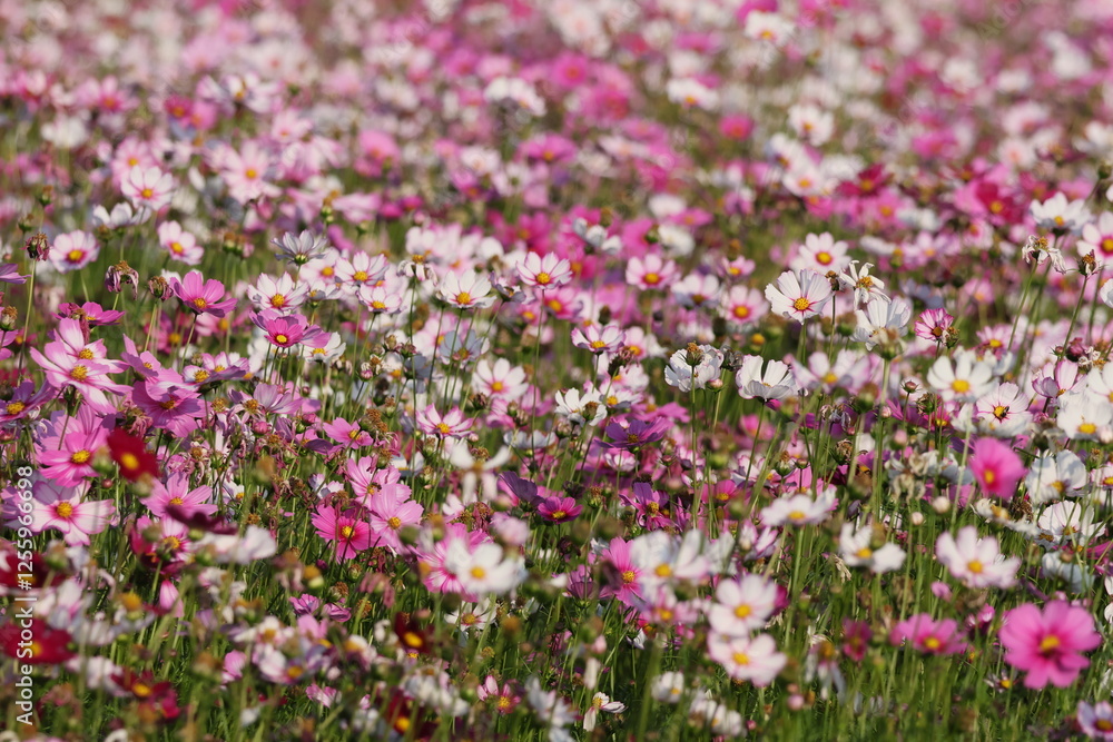 flowers in the garden flowers in the garden