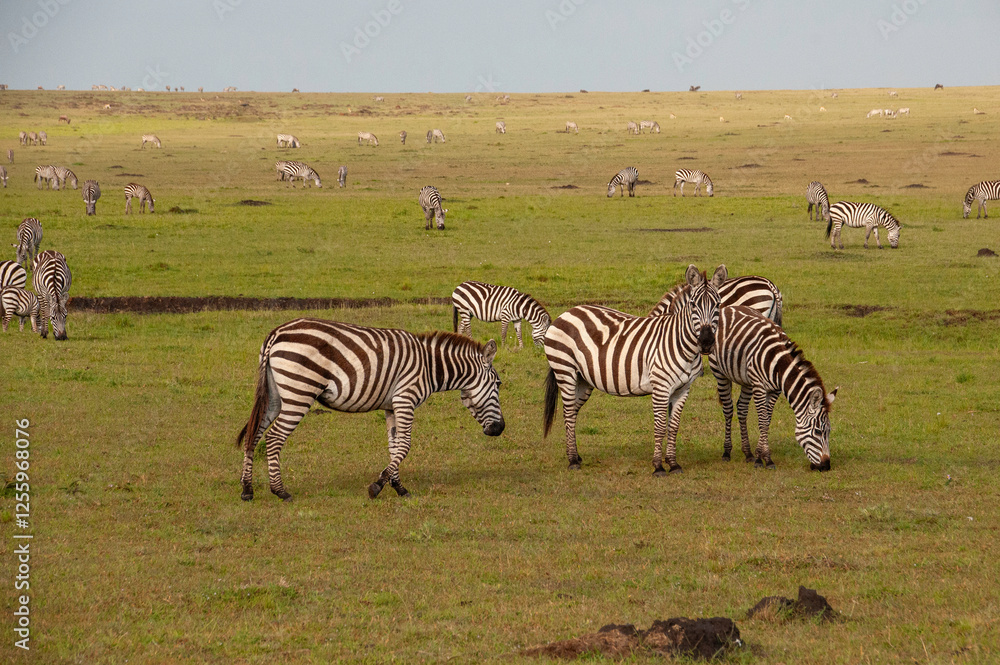 Obraz premium Herd of Zebra in the Savannah of Africa