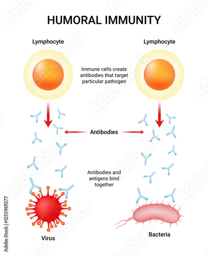 Humoral immune or antibody mediated immune response