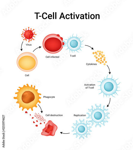 T-Cell activation recognizes antigens and responds by entering the cell cycle