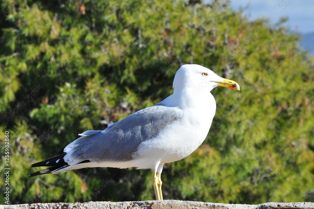 Fototapeta premium A seagull stands gracefully on a sunlit stone wall with trees background