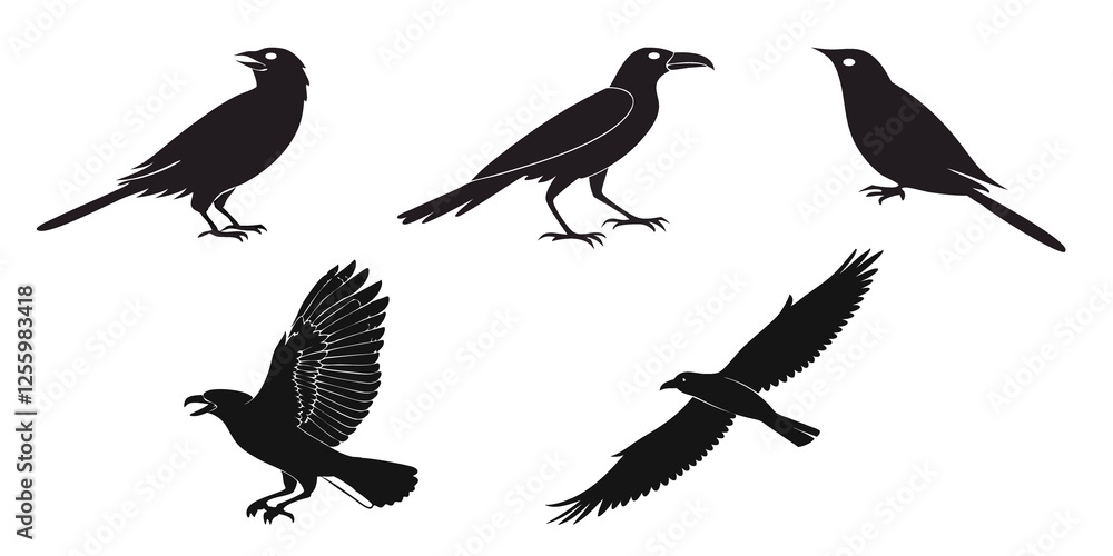 collection of birds collection of birds