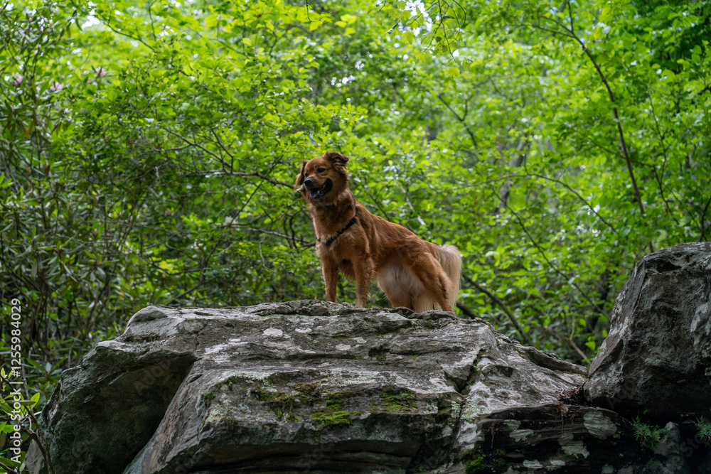 Naklejka premium Dog in the mountains