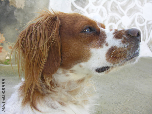 Spaniel breton photo