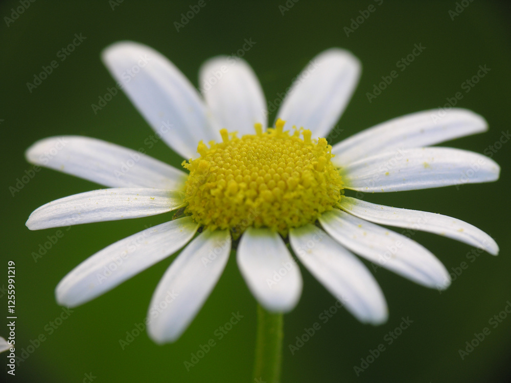 Fototapeta premium Giardino