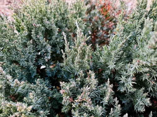 Skyrocket Juniper Tree photo