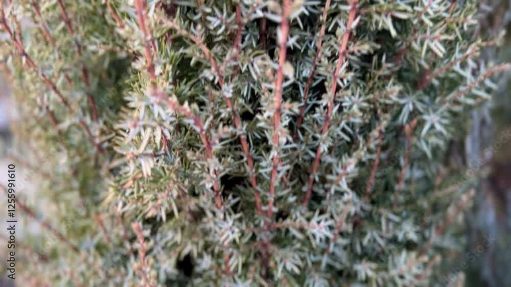 close-up juniper needles, needle juniper close-up juniper needles, needle juniper