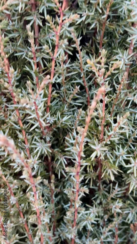 close-up juniper needles, needle juniper