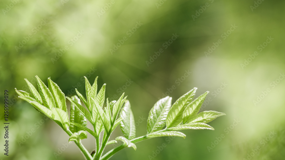 Young Green Maple Leaves at Sunlight, green monochrome colored spring natural pattern, outdoors nature minimal scenery, new leaf growth, textured spring foliage, blurred backgrond banner with bokeh Young Green Maple Leaves at Sunlight, green monochrome colored spring natural pattern, outdoors nature minimal scenery, new leaf growth, textured spring foliage, blurred backgrond banner with bokeh