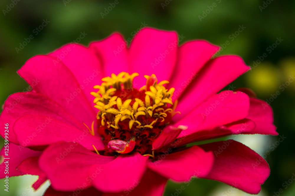 Close-up of the small yellow flowers of an elegant zinnia, surrounded by red petals. Close-up of the small yellow flowers of an elegant zinnia, surrounded by red petals.