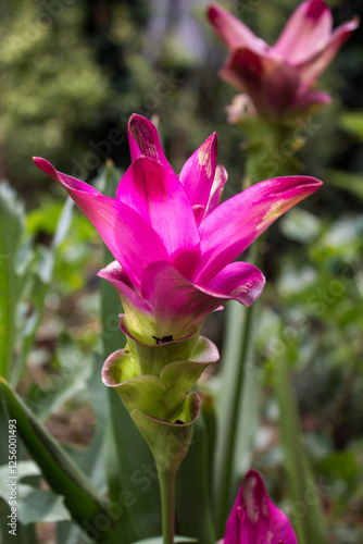 The large intricate pink flower of a Siam tulip (Curcuma alismatifolia) in full bloom in a tropical garden. photo