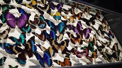 A vibrant collection of meticulously preserved butterflies, showcased in a glass display case.