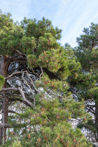 Close-up of beautiful curved branches against blue December sky. Centenary Pitsunda pine Pinus brutia pityusa on embankment of Gelendzhik resort. Nature concept for design. photo