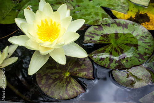 A light-yellow coloured waterlily in bloom and its Lilypad’s in a small ornamental water pond. photo