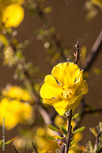 The Bright yellow flower of a Karoo gold, Rhigozum obovatum,backlit by the late afternoon sun in late September photo