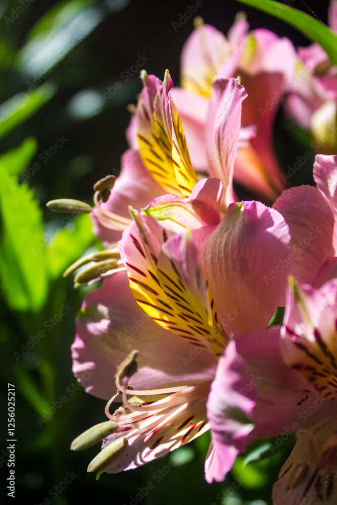 Fototapeta premium Close-up of the flowers of the pink Inca lily (alstroemeria aurea)